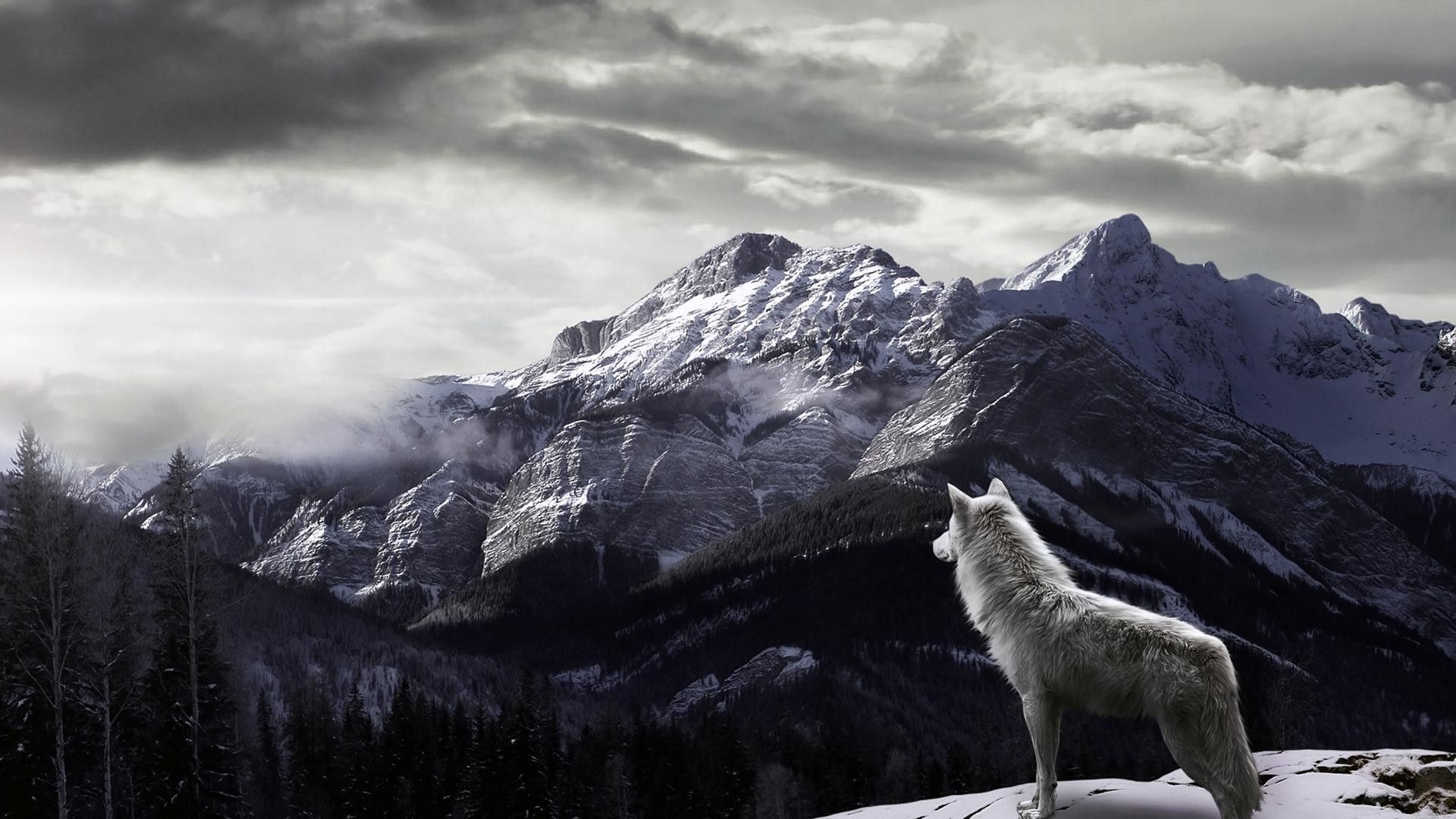 Wolf Wallpapers HD