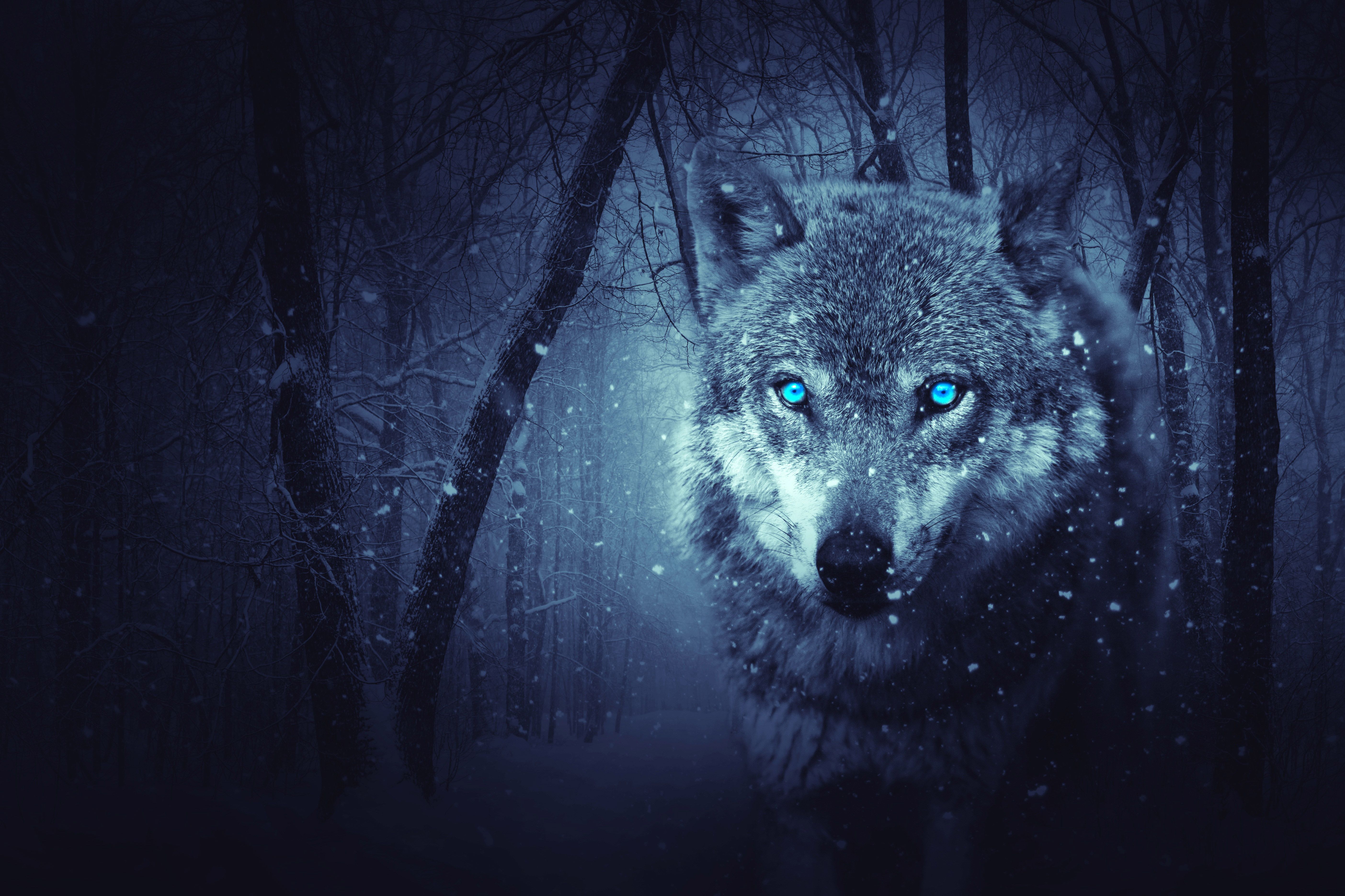 Fantasy Wolf 5k, artista HD, fondos de pantalla 4k, imágenes, fondos