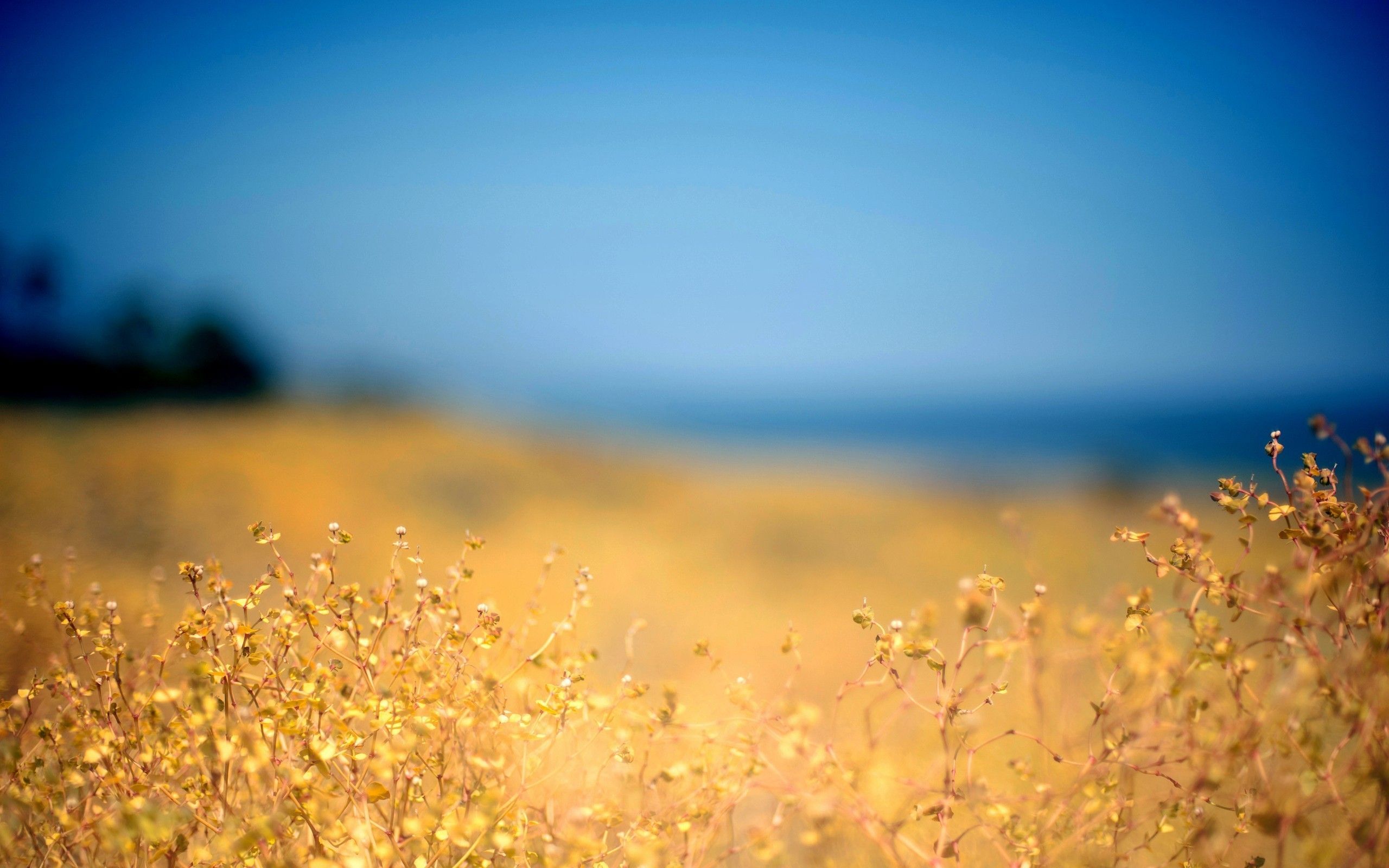 Fondo de pantalla de Alicante 2560x1600