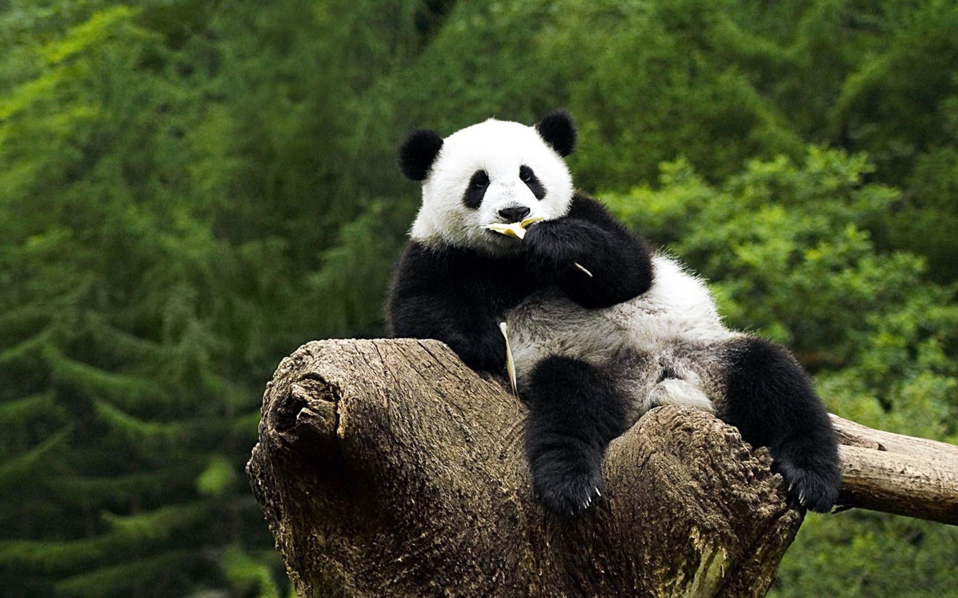 Panda HD Wallpapers | 7wallpapers.net