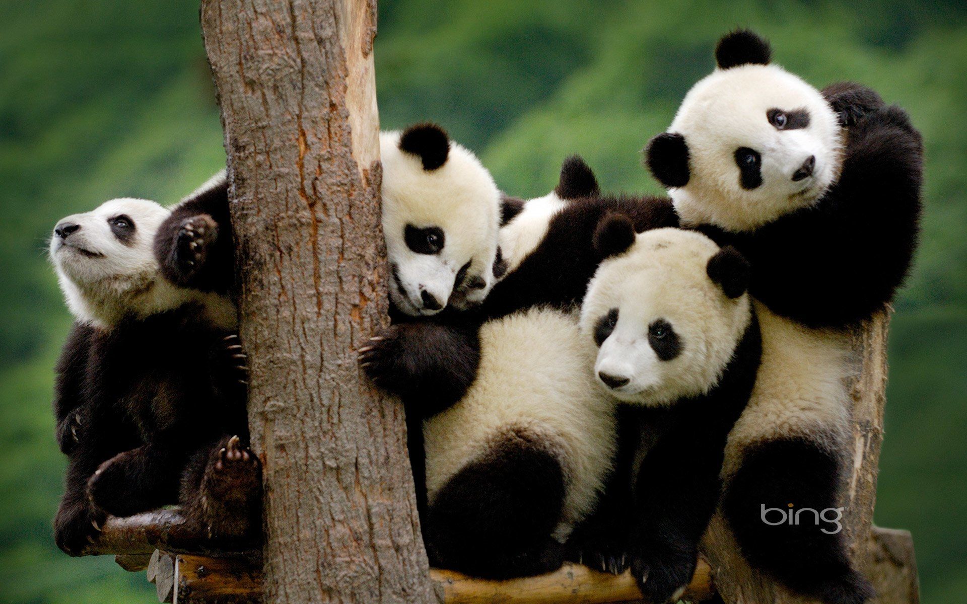 208 Panda Fondos de pantalla HD | Imágenes de fondo