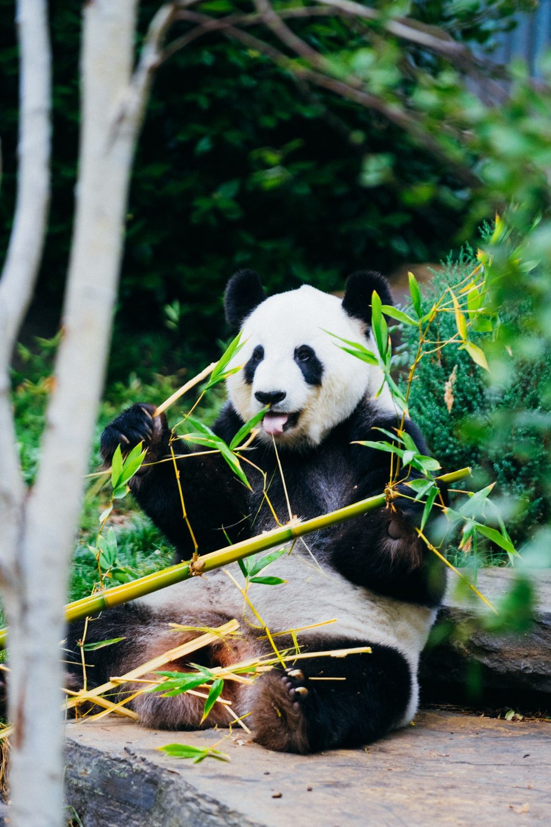 Panda Wallpapers: Descarga gratuita en HD [500+ HQ] | Unsplash