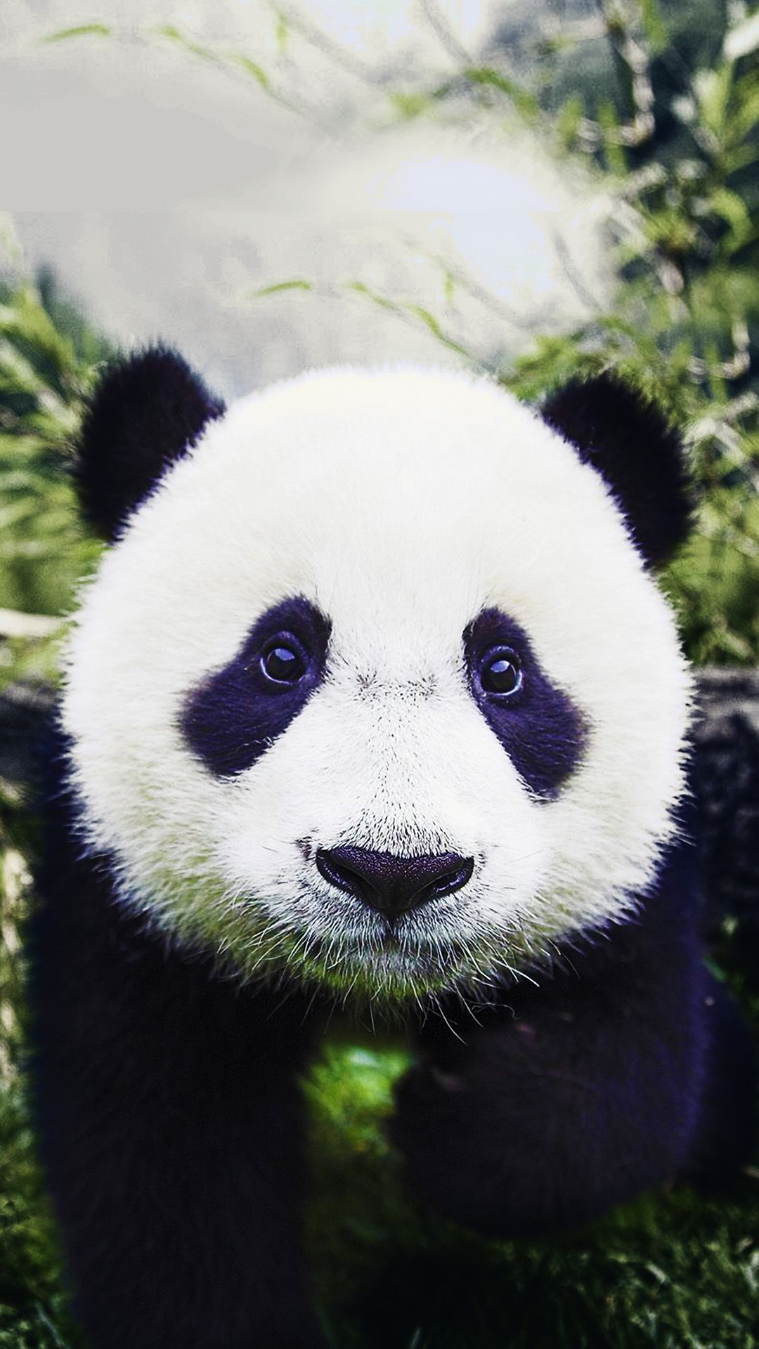 Fondo de pantalla de HD Baby Panda Phone gratis 6851