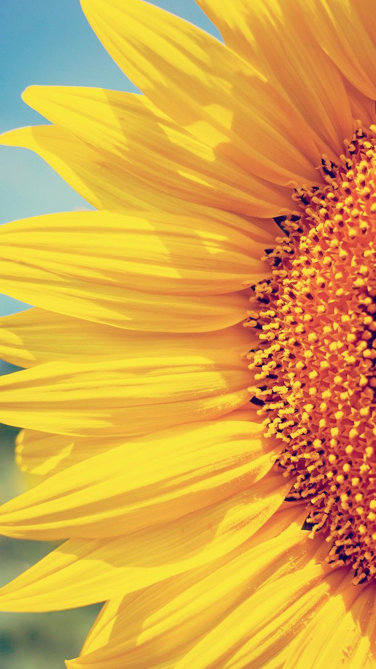 Fondo de pantalla de  750x1334