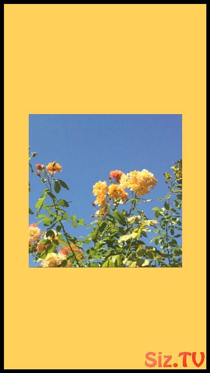 Fondo de pantalla de  736x1308