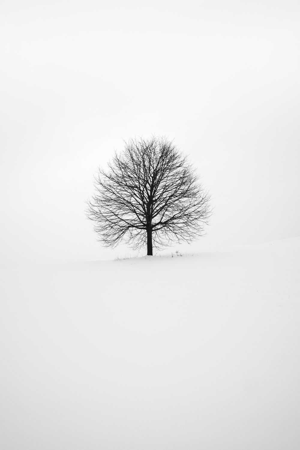 Fondo de pantalla de  1000x1500