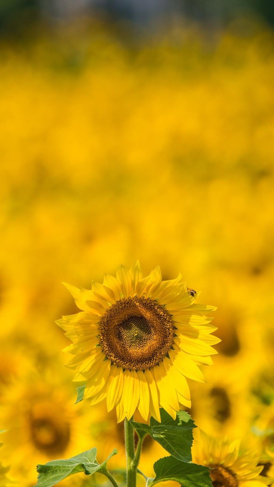 Fondo de pantalla de  900x1600