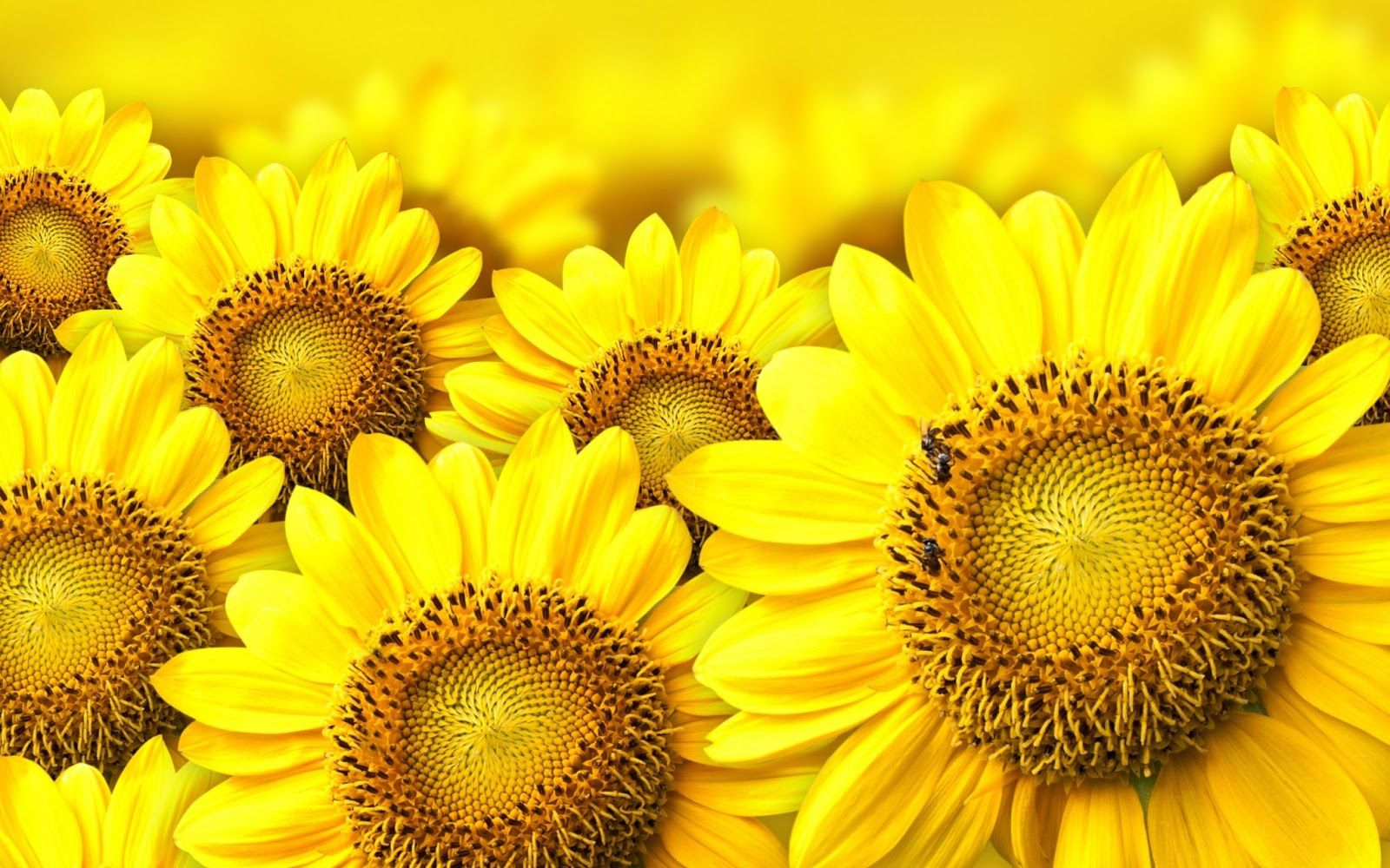Fondo de pantalla de  1600x1000
