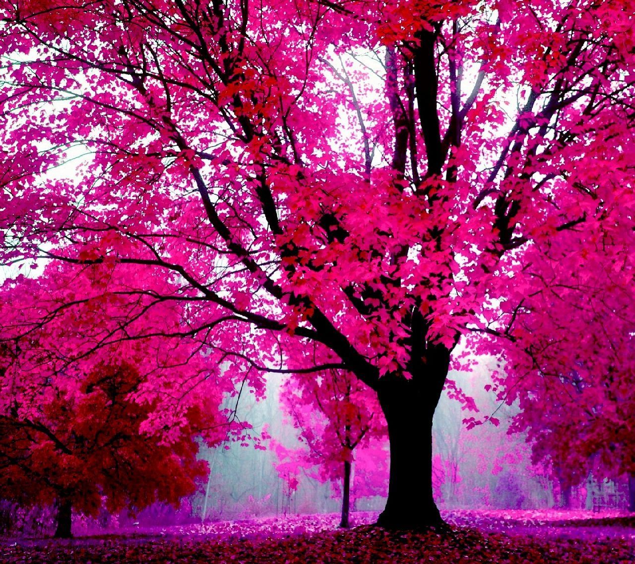 Fondo de pantalla de  1280x1137