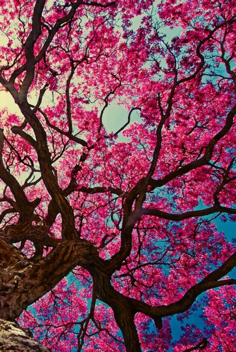 Fondo de pantalla de  784x1168
