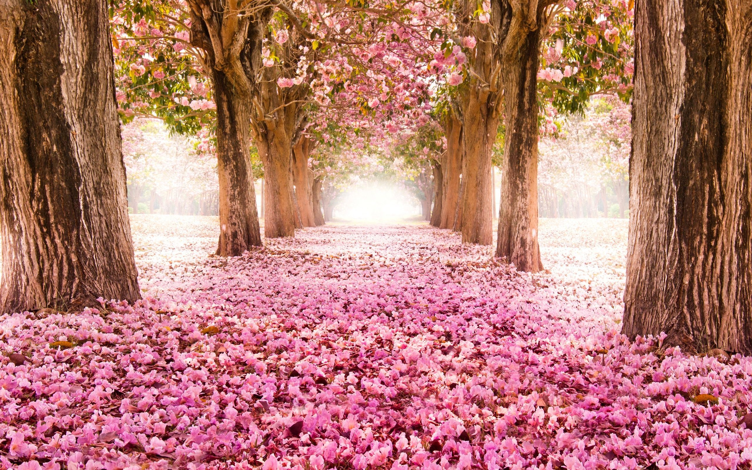 Fondo de pantalla de  2560x1600