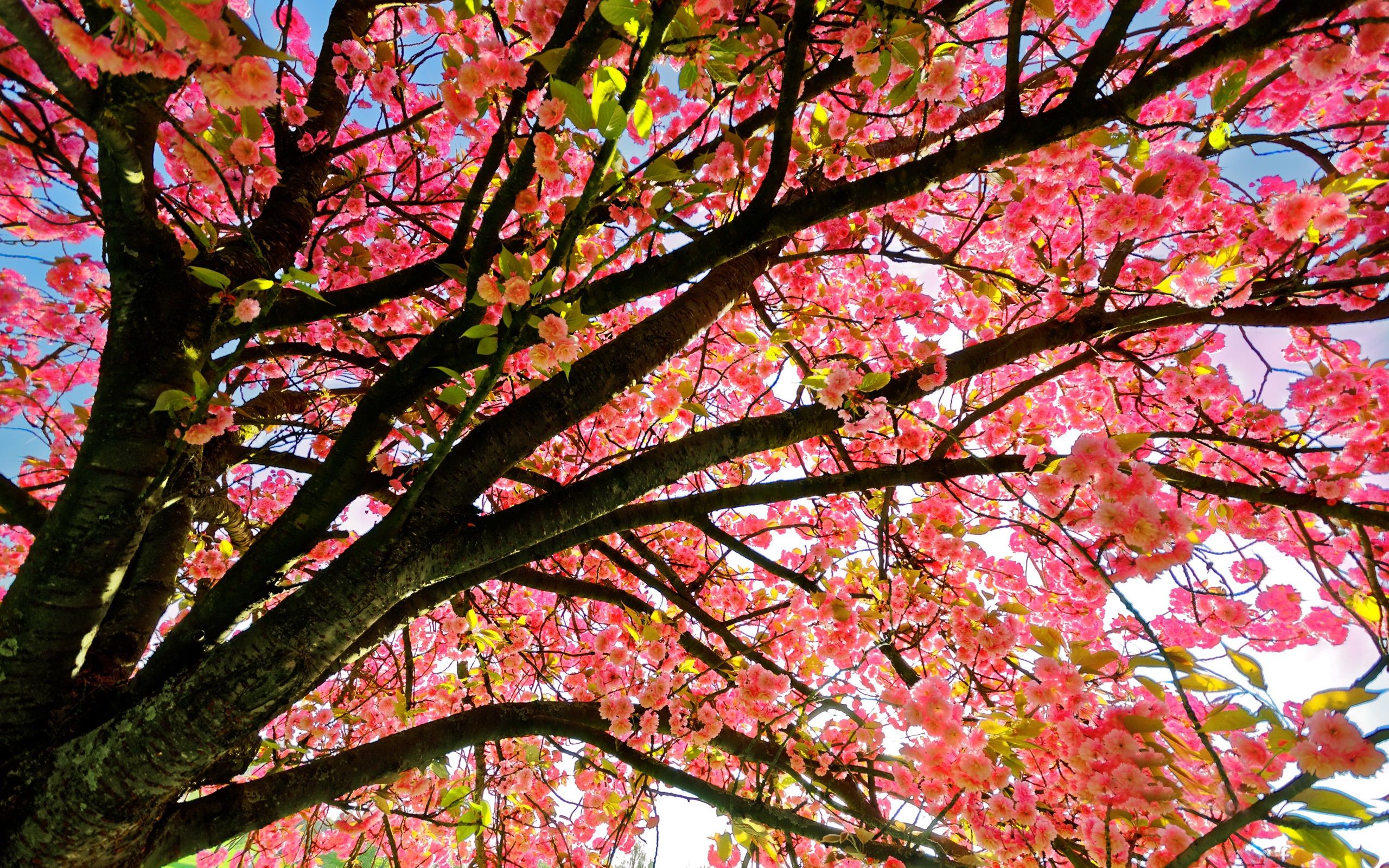 Fondo de pantalla de  2560x1600