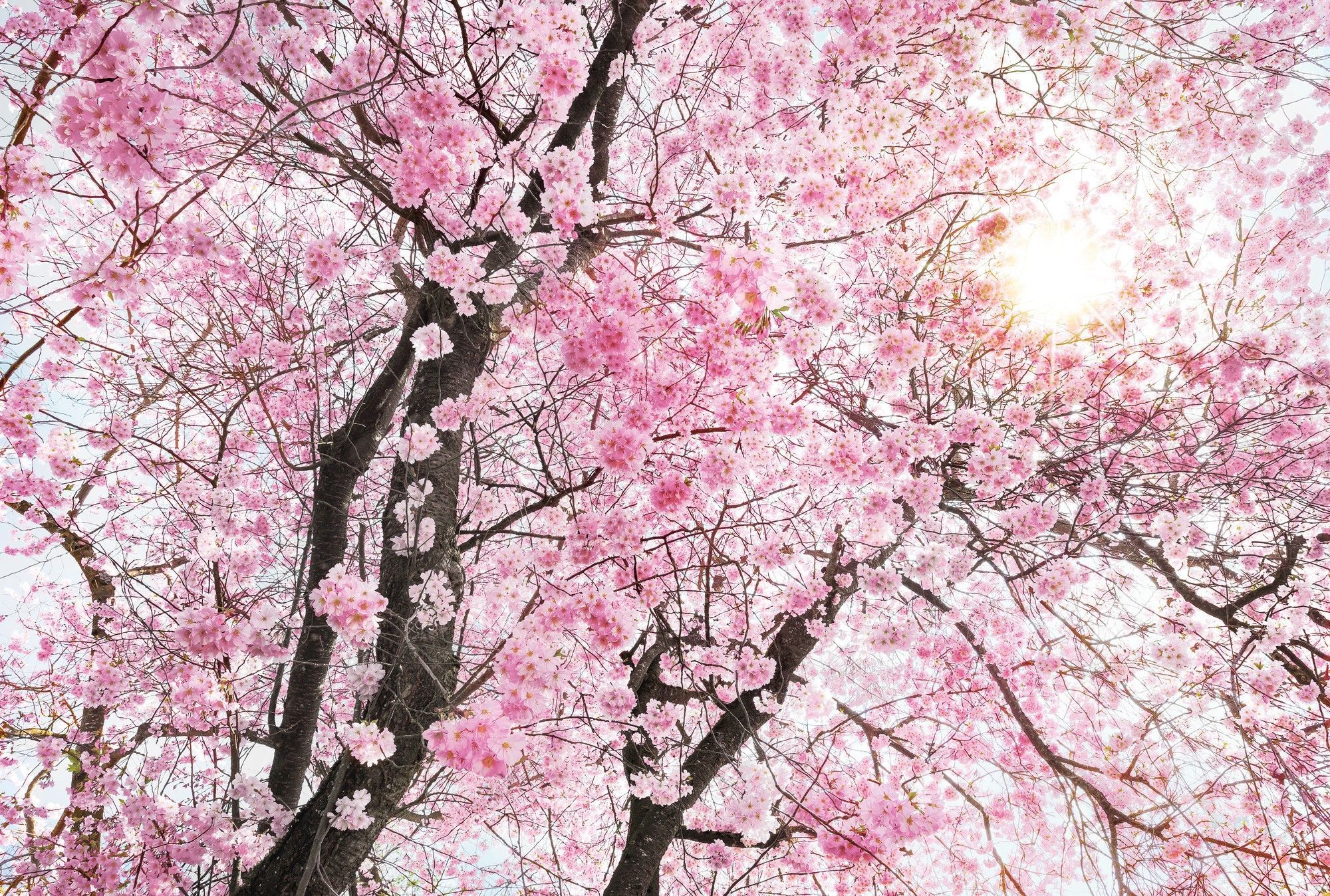 Fondo de pantalla de  2000x1348