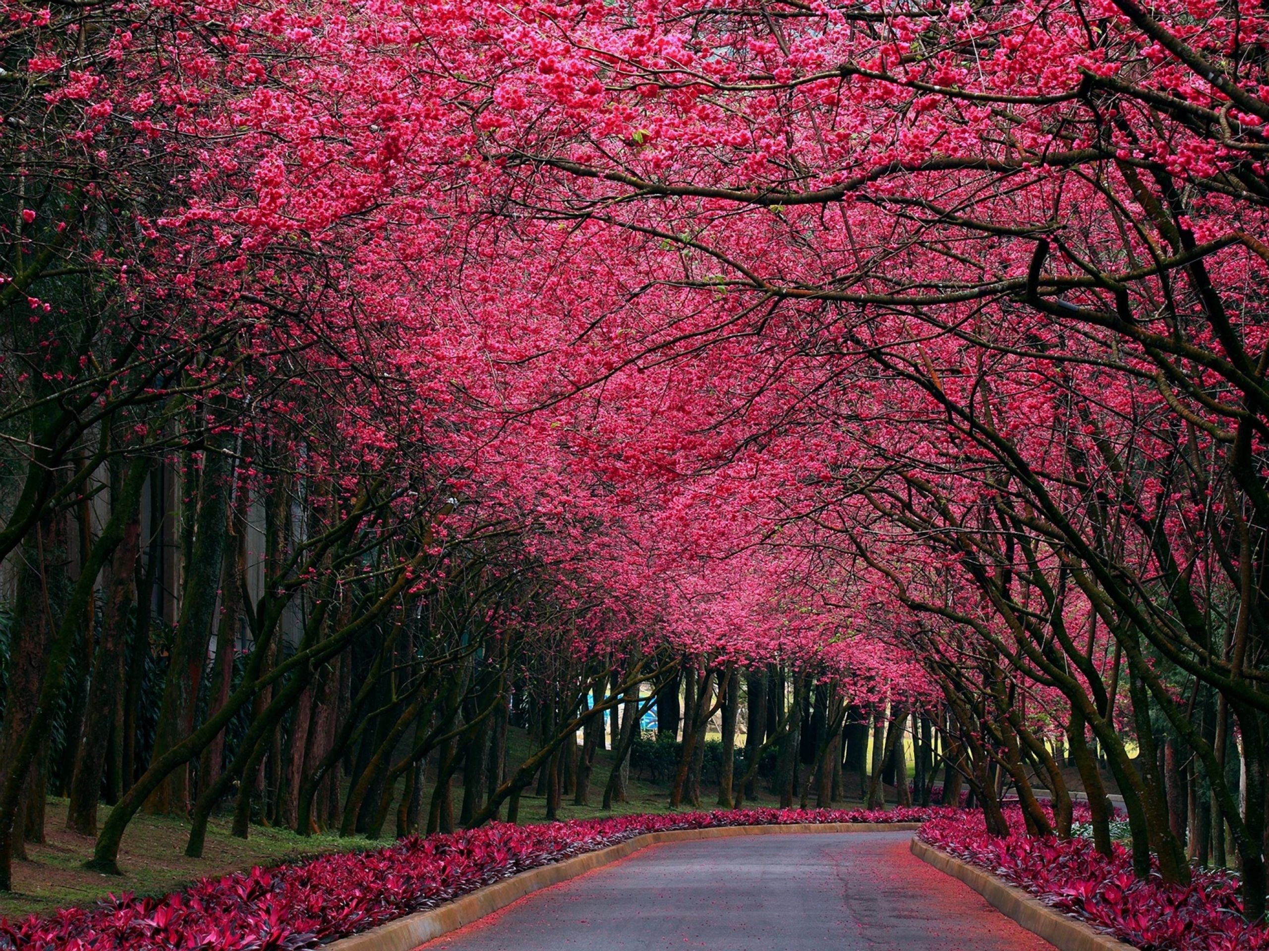 Fondo de pantalla de  2560x1920