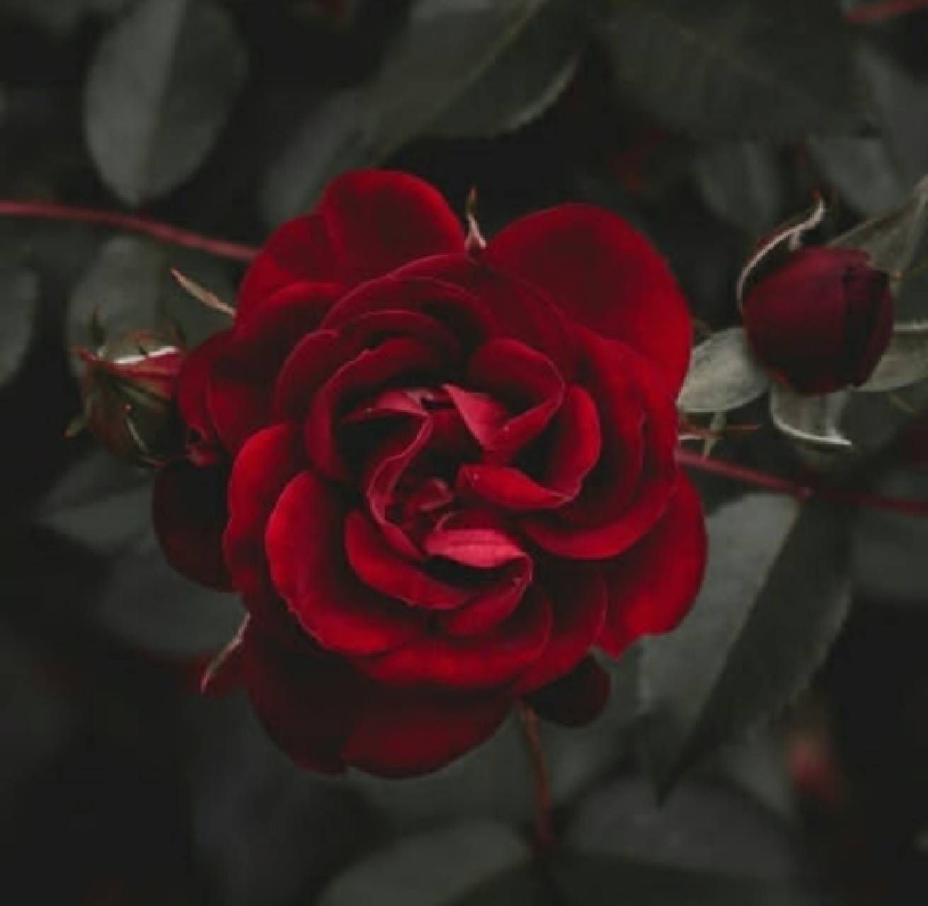Fondo de pantalla de  1311x1280
