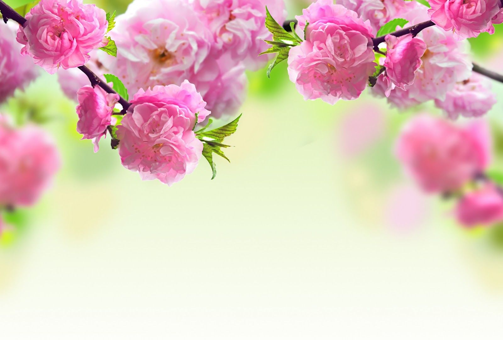 Fondo de pantalla de  1600x1081