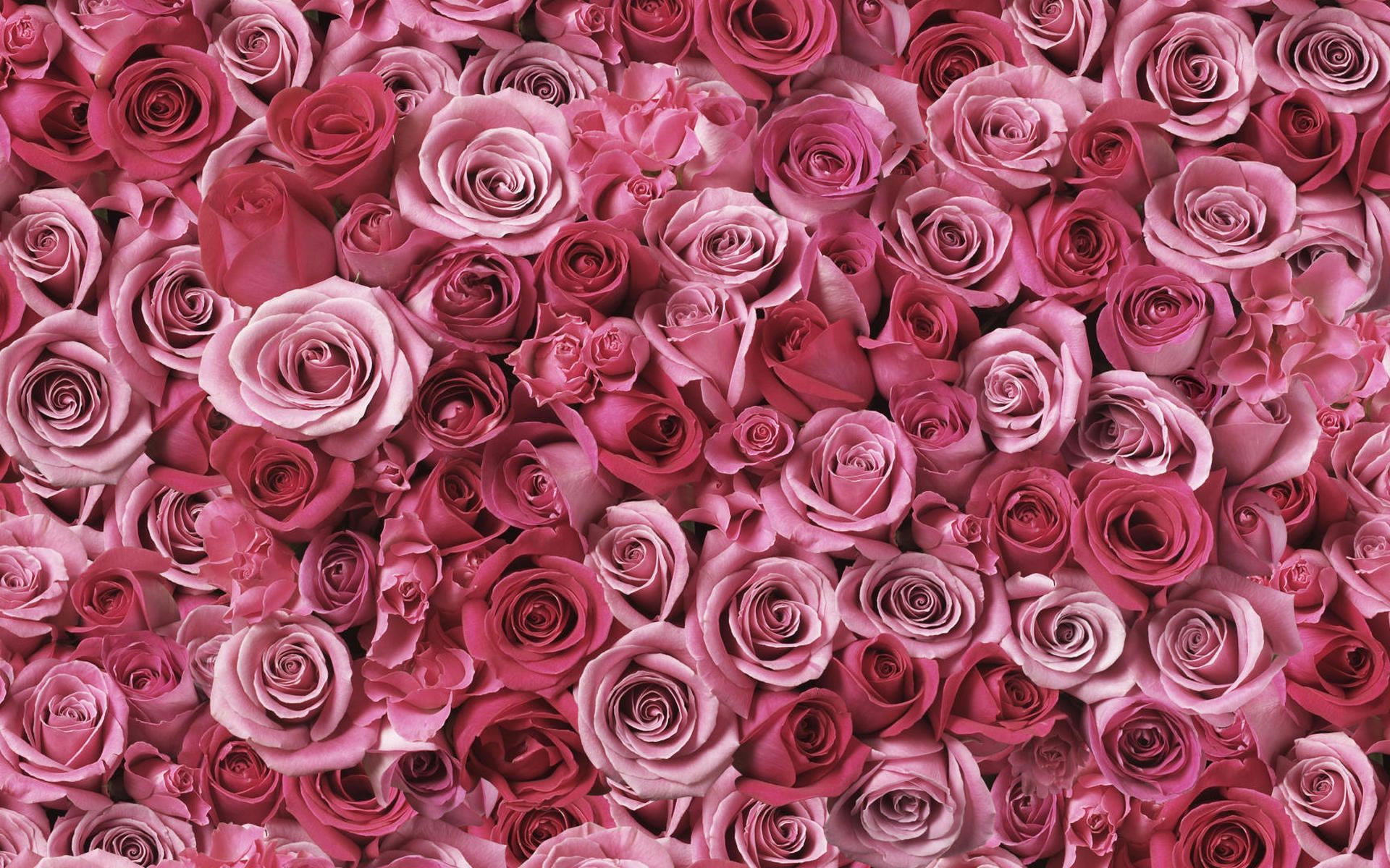 Fondo de pantalla de  1920x1200