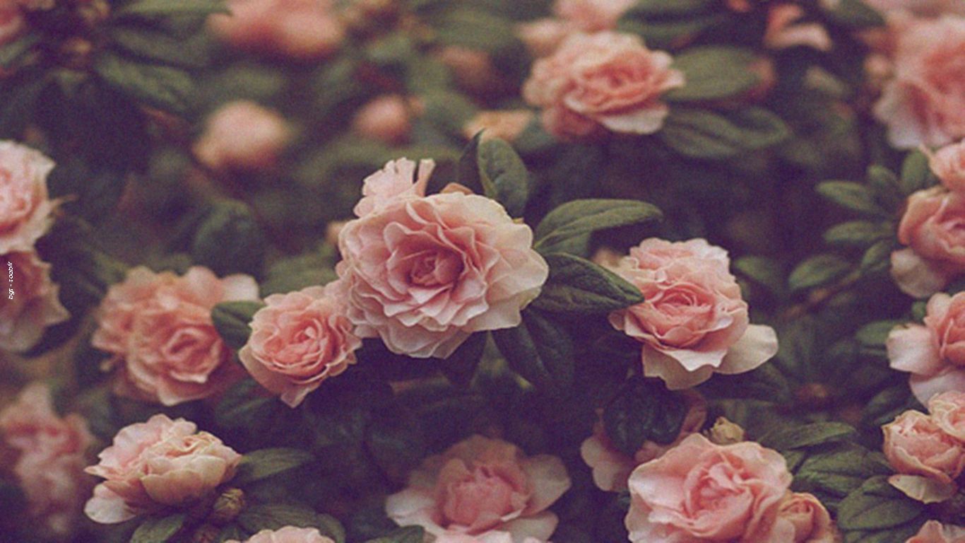 Fondo de pantalla de  1366x768