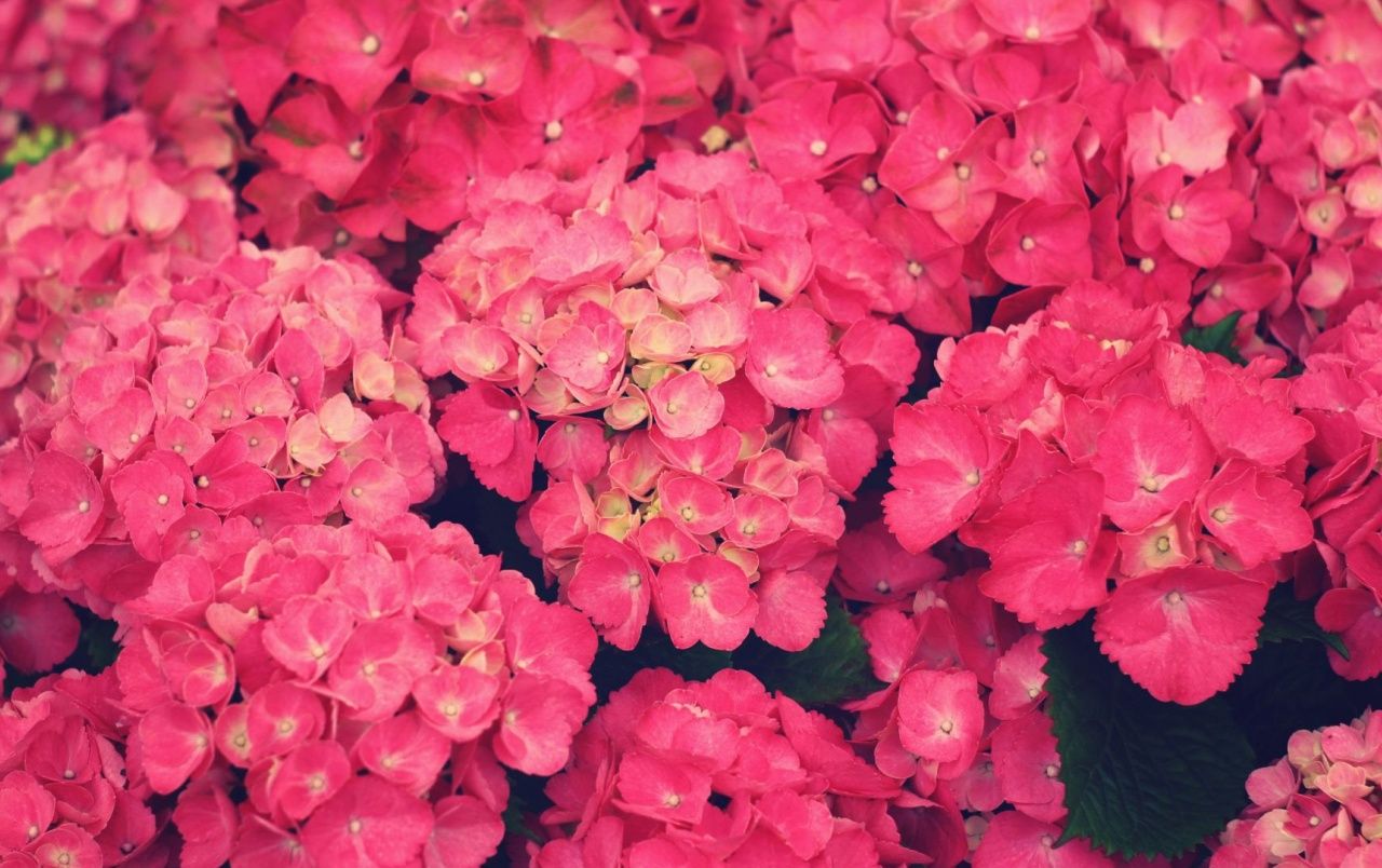 Fondo de pantalla de  1280x804