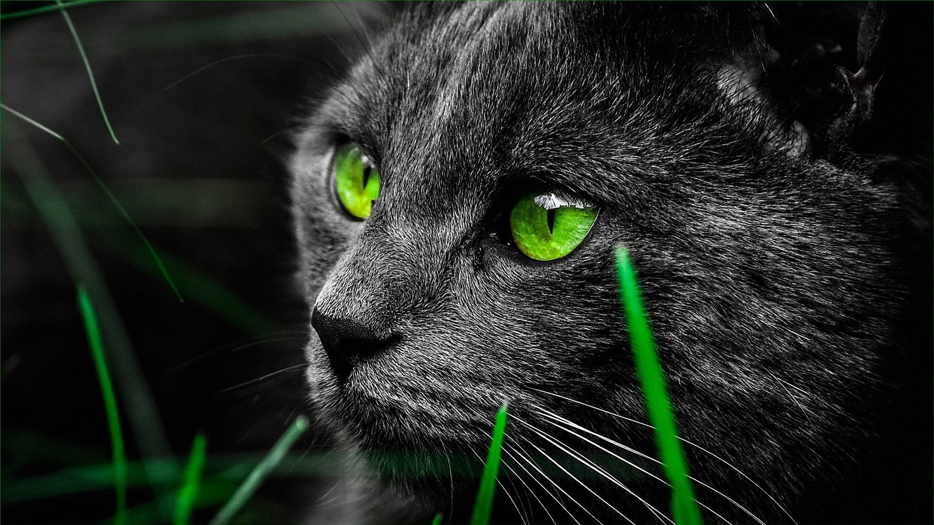Fondo de pantalla   1920x1080