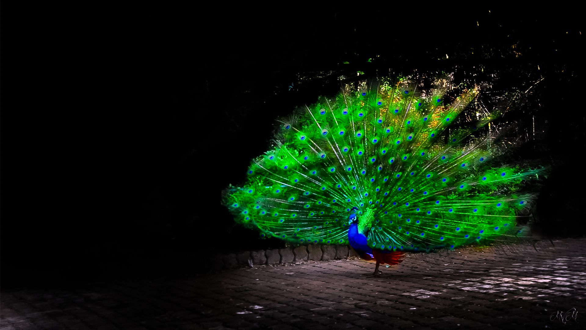 Fondo de pantalla   1680x1050