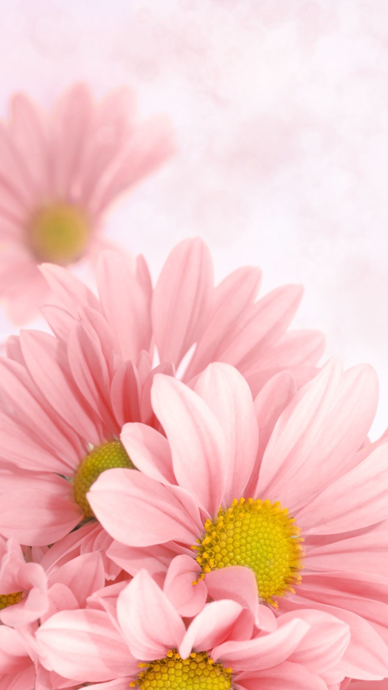 Fondo de pantalla de  1242x2208