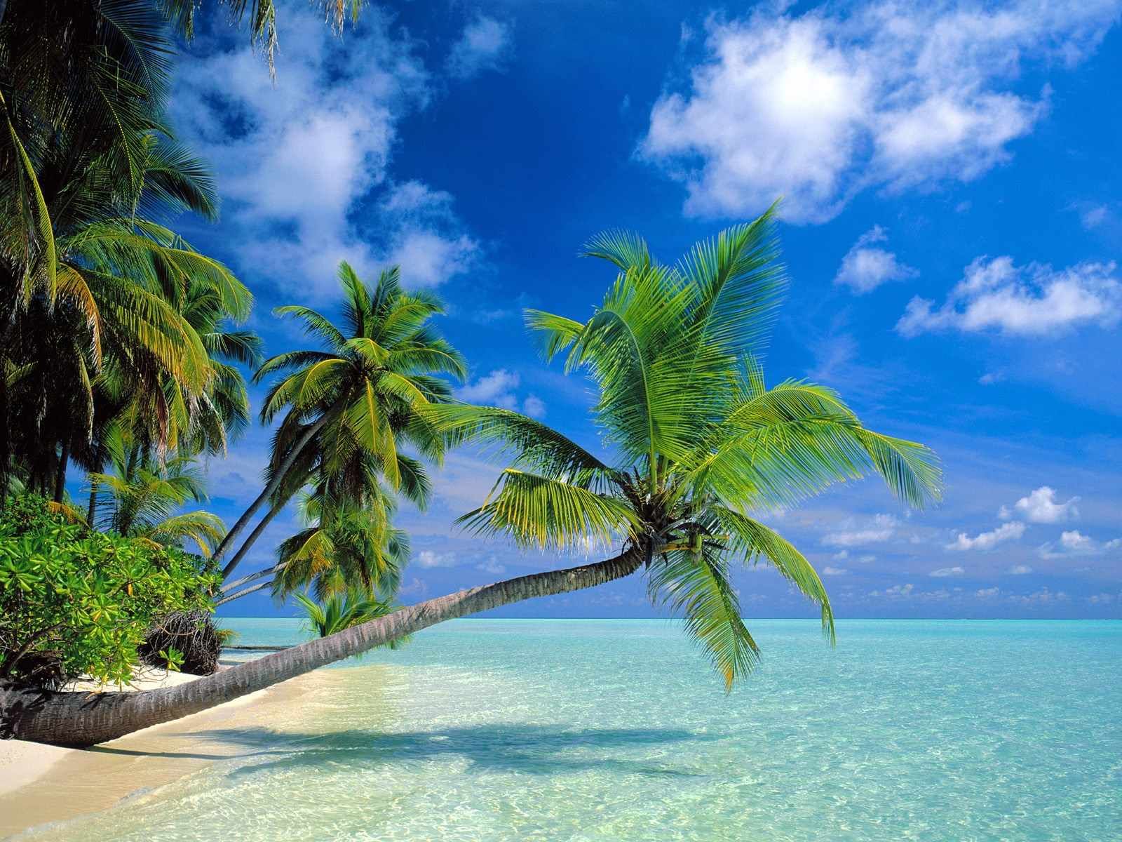 Fondo de pantalla de  1600x1200