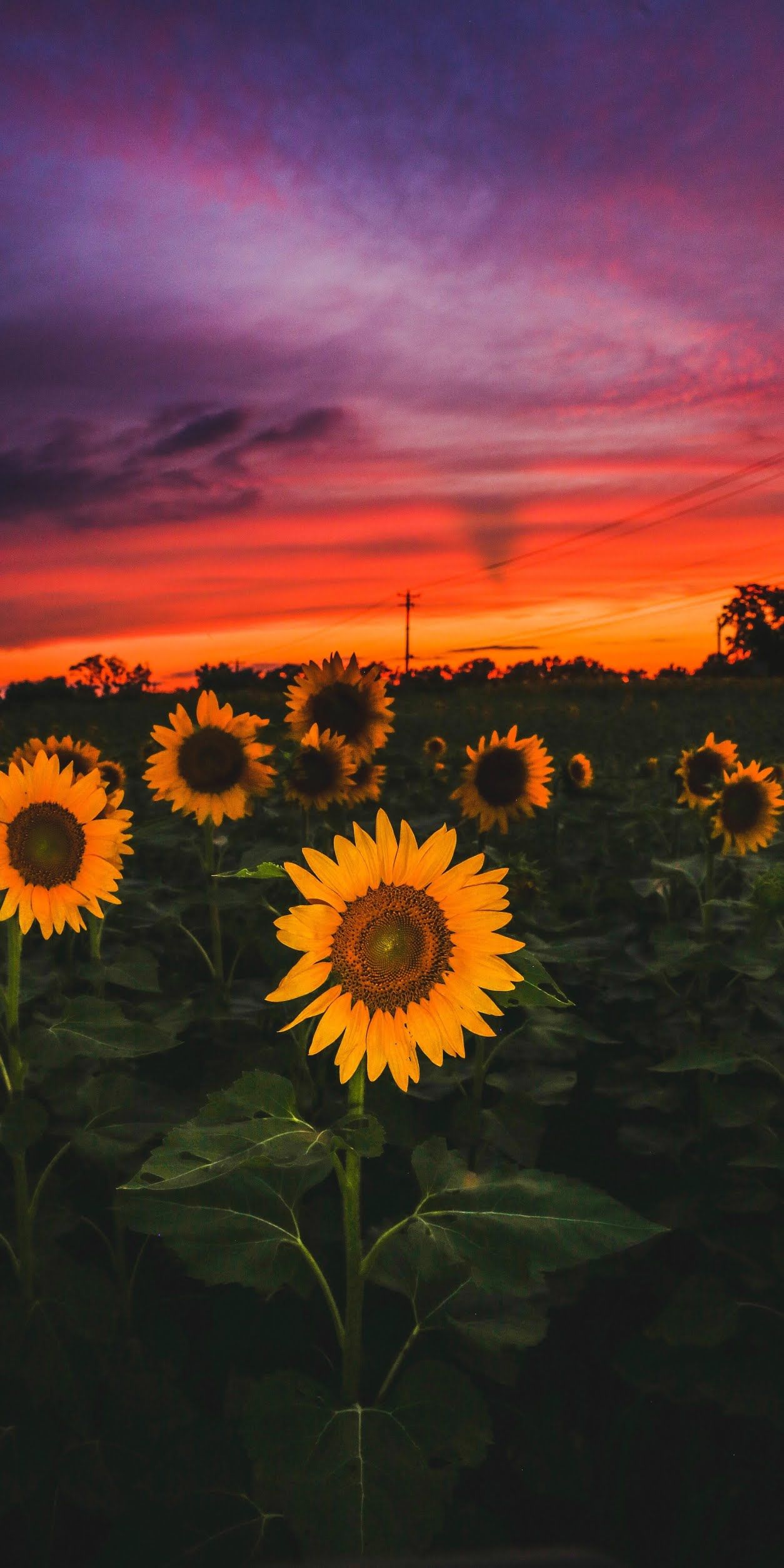 Fondo de pantalla de  1254x2508