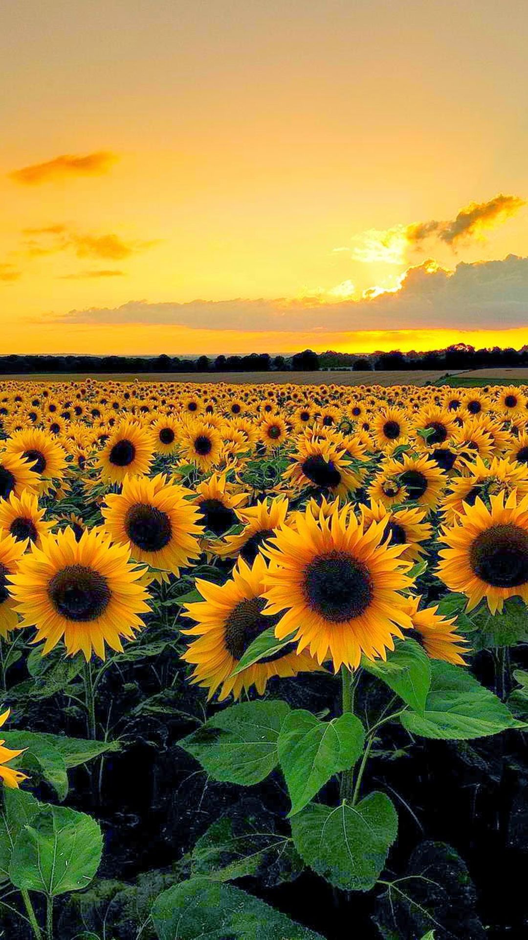 Vista del atardecer desde el campo de girasol | Ideas artesanales en 2019 | Girasol