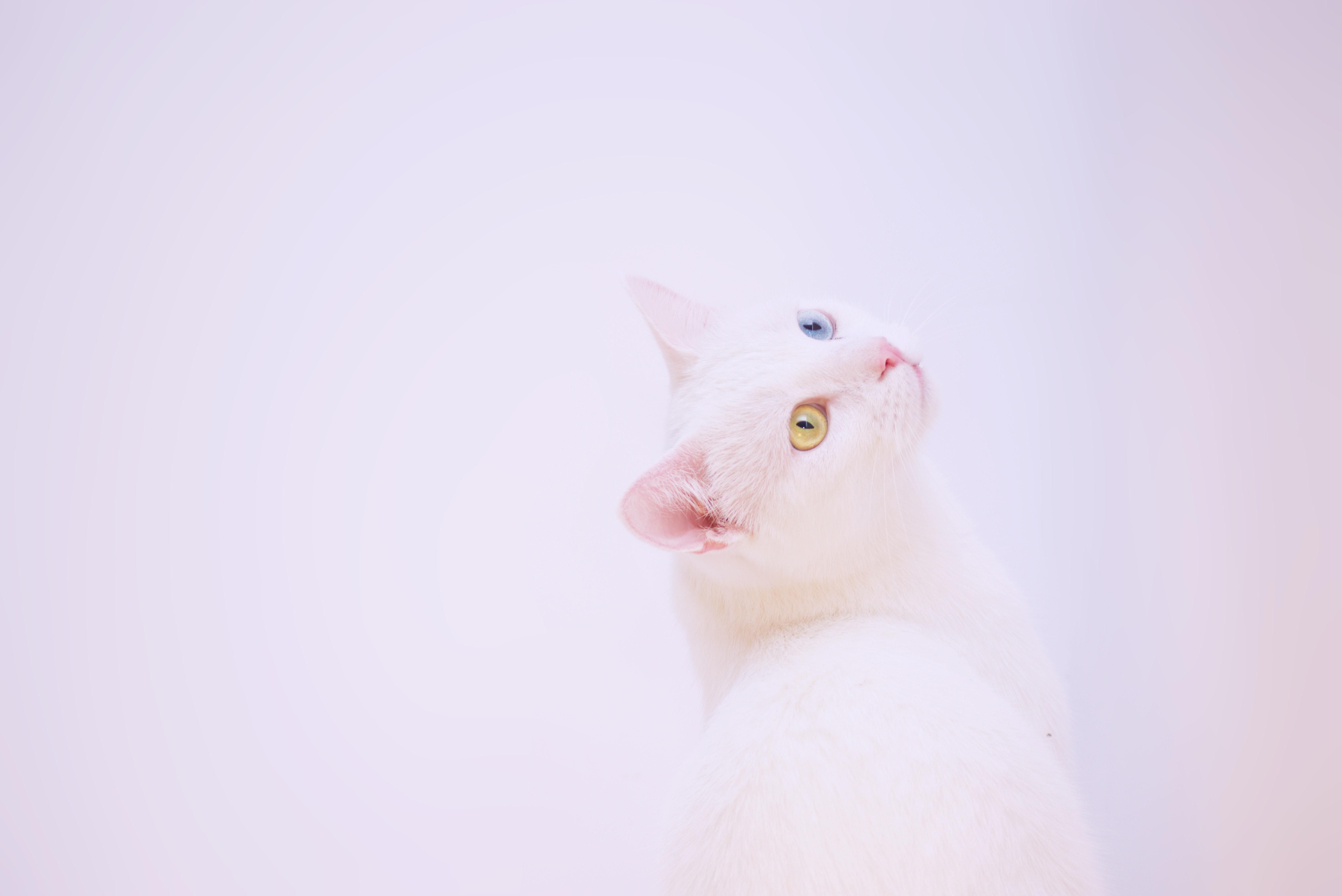 Fondo de pantalla de  6016x4016