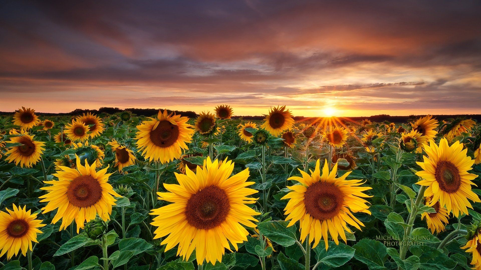 453 fondos de pantalla de girasol HD | Imágenes de fondo