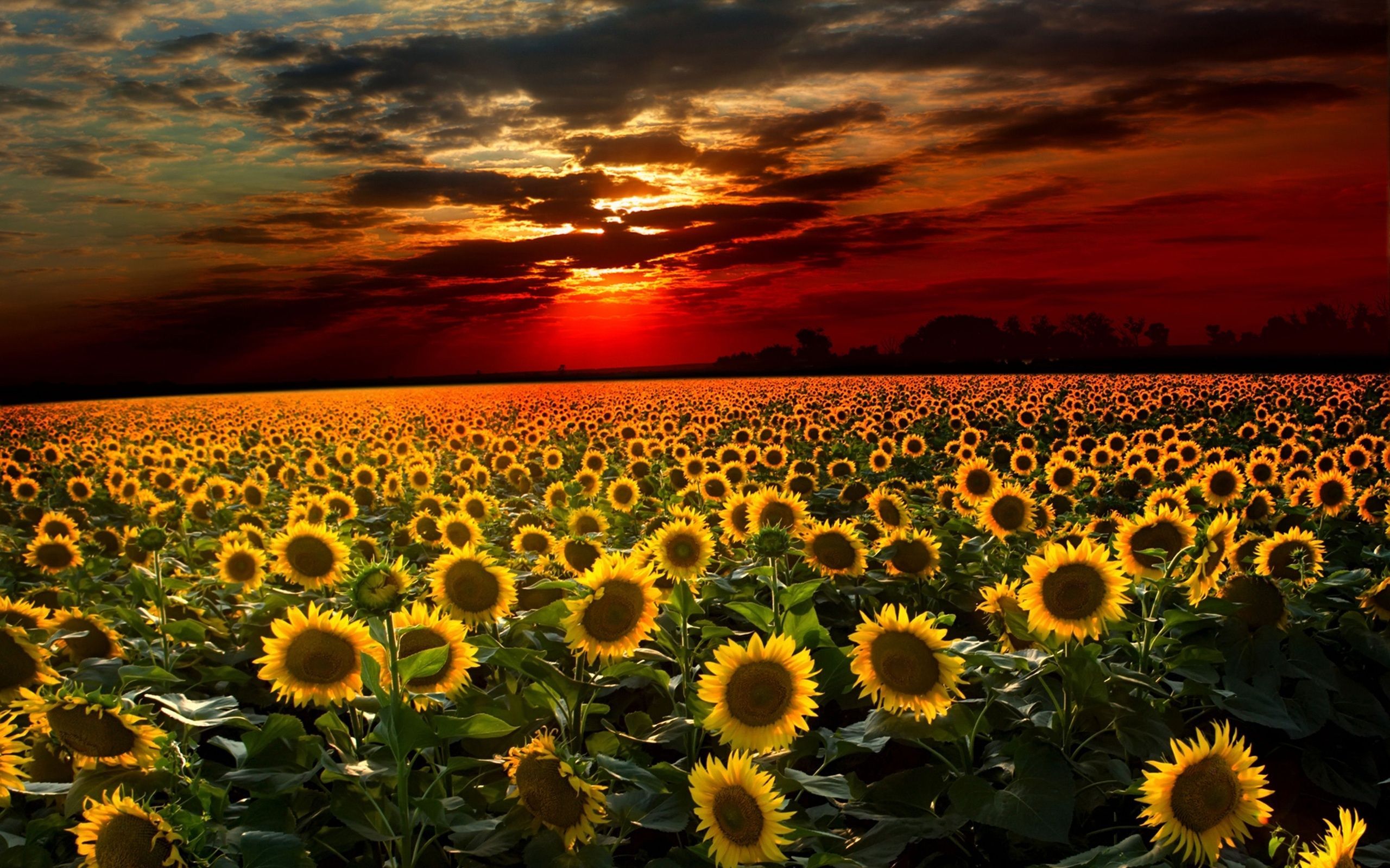 Más de 60 fondos de pantalla de Fall Sunflower - Descarga