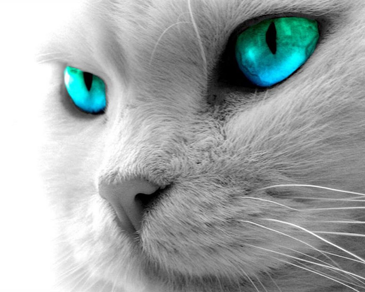 Fondo de pantalla de  1280x1024