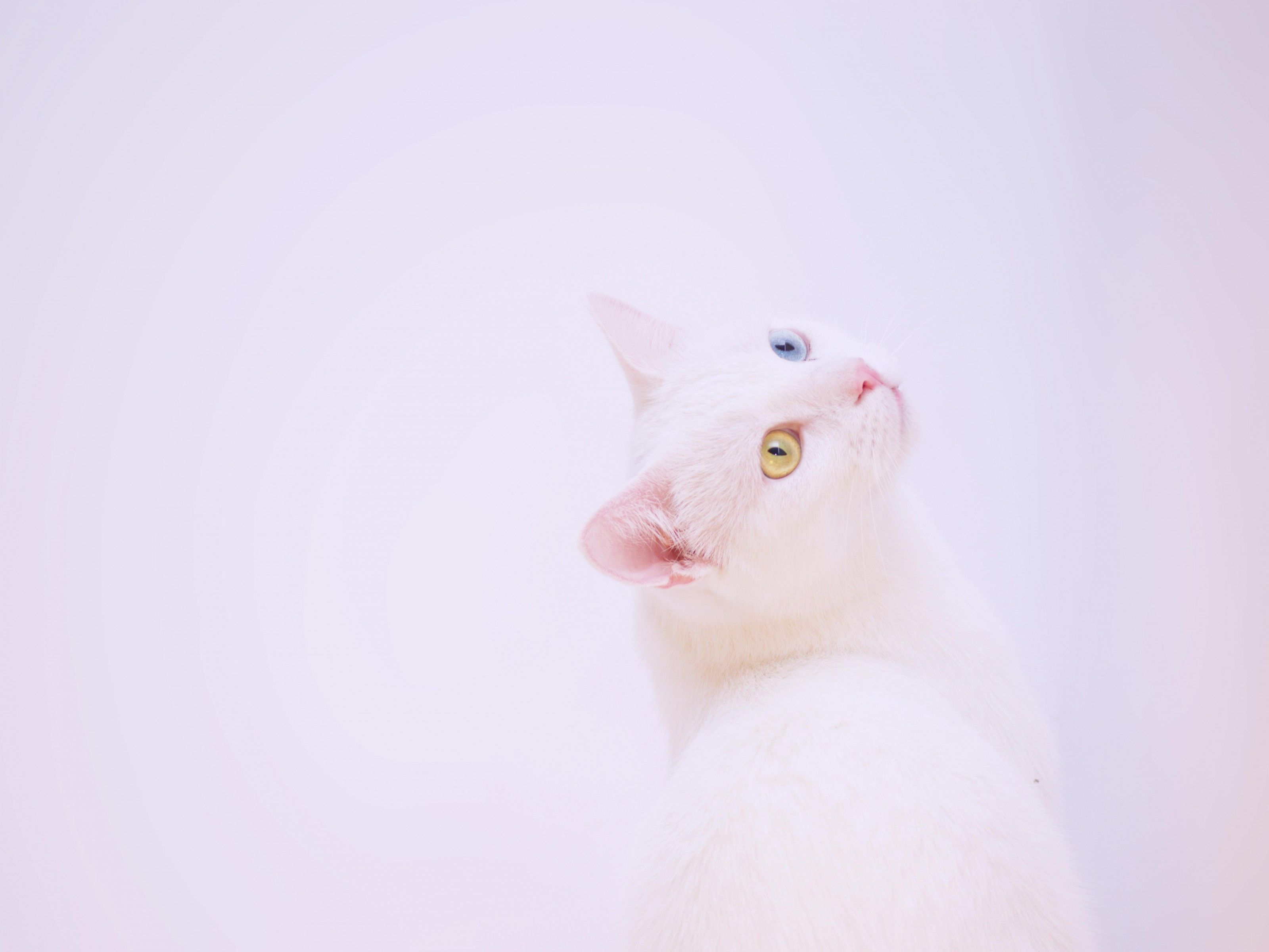 Fondo de pantalla de  3200x2400