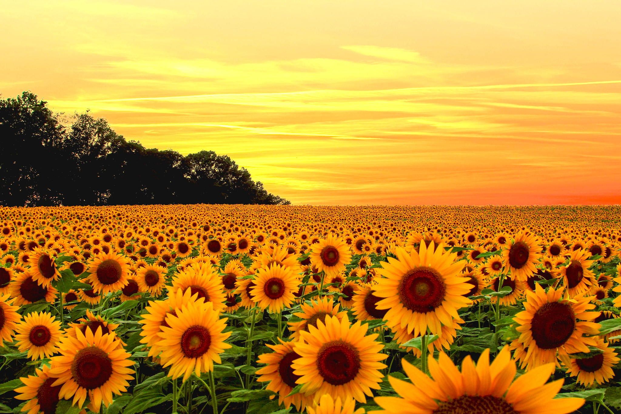 Más de 66 fondos de pantalla de Girasoles