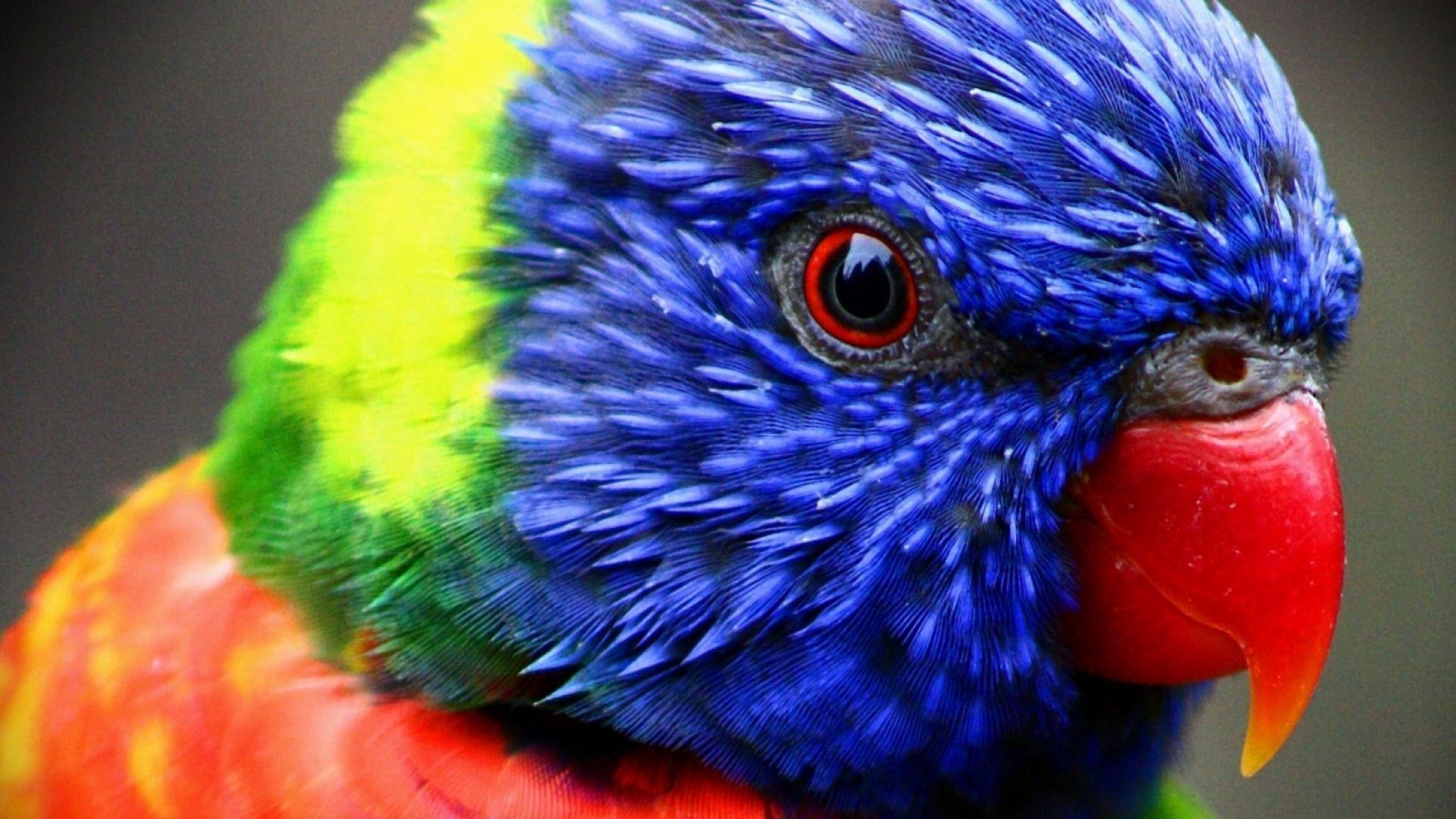 Fondo de pantalla de  1920x1080