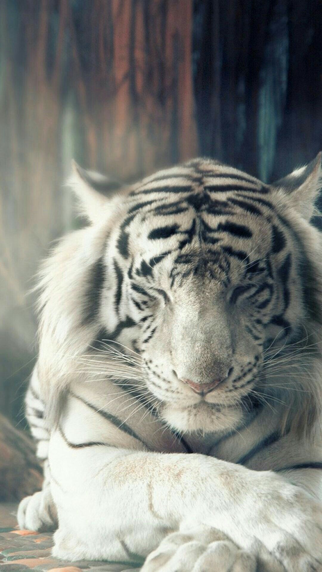 Fondo de pantalla de  1080x1920