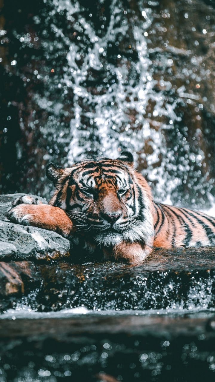 Fondo de pantalla de  720x1280
