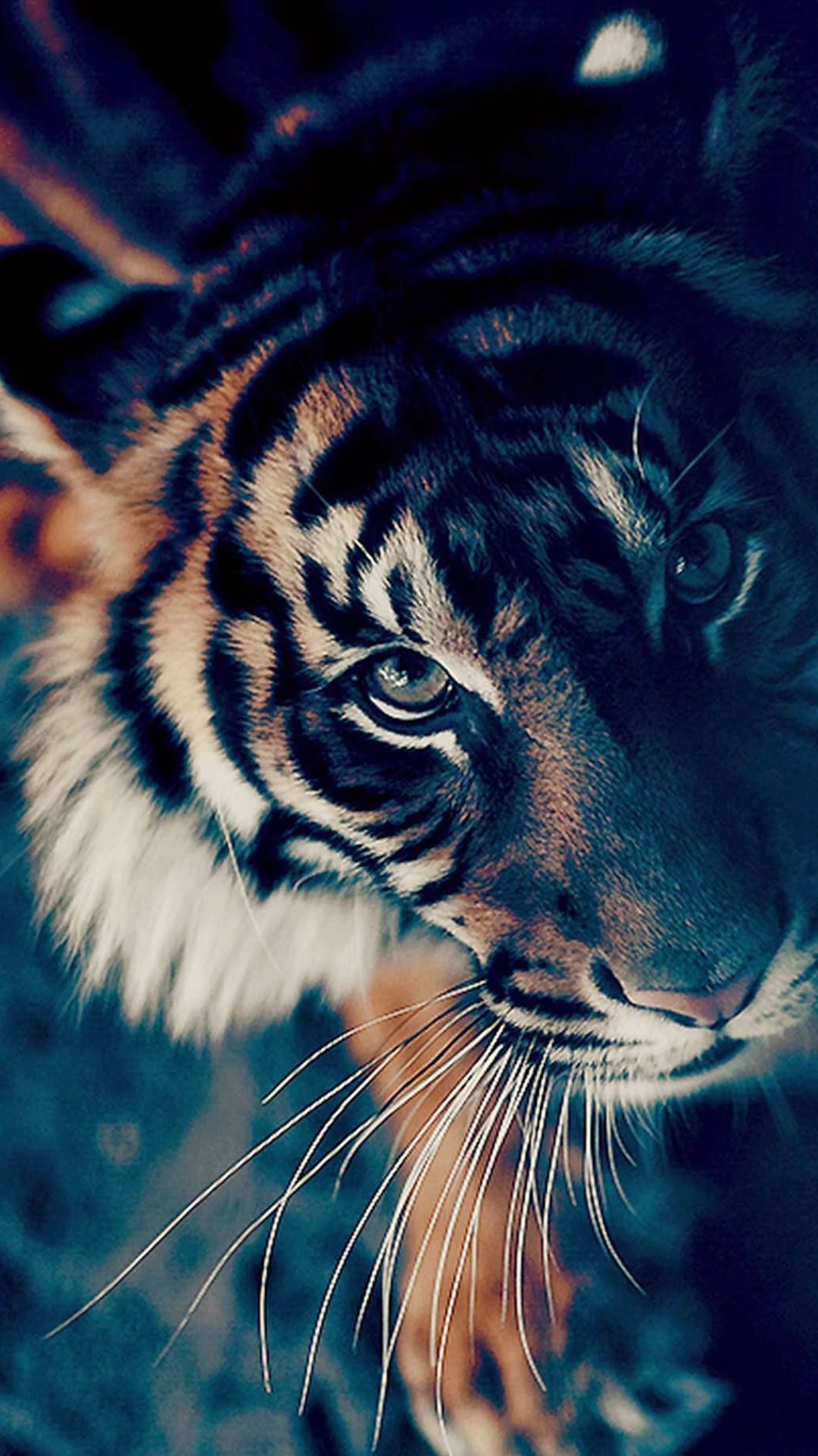 Fondo de pantalla de  1080x1920