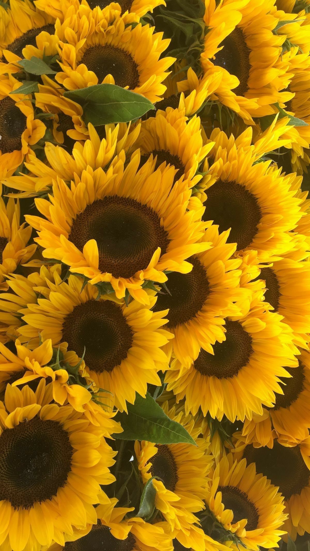 Más de 66 fondos de pantalla de Girasoles