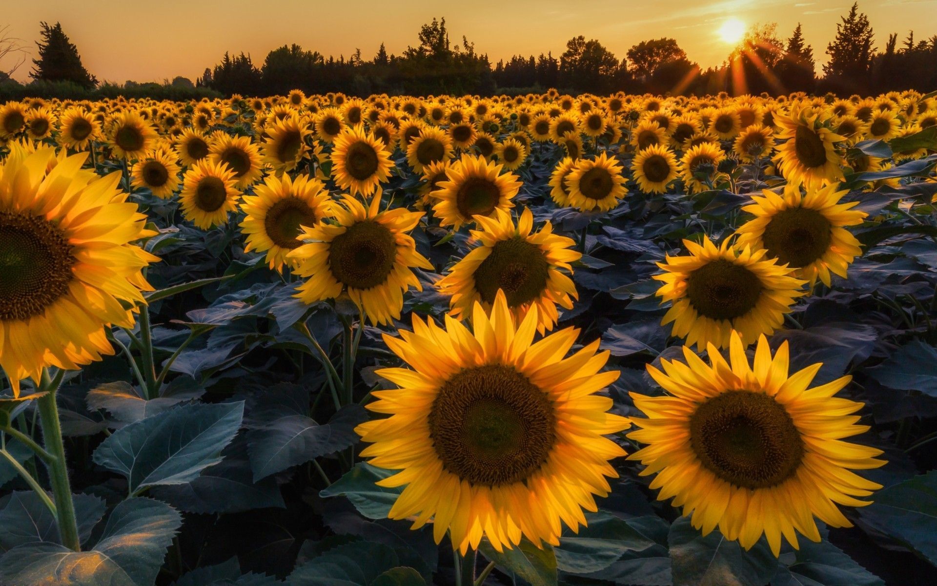 Más de 45 fondos de pantalla de Sunflower Large High Res - Descargar