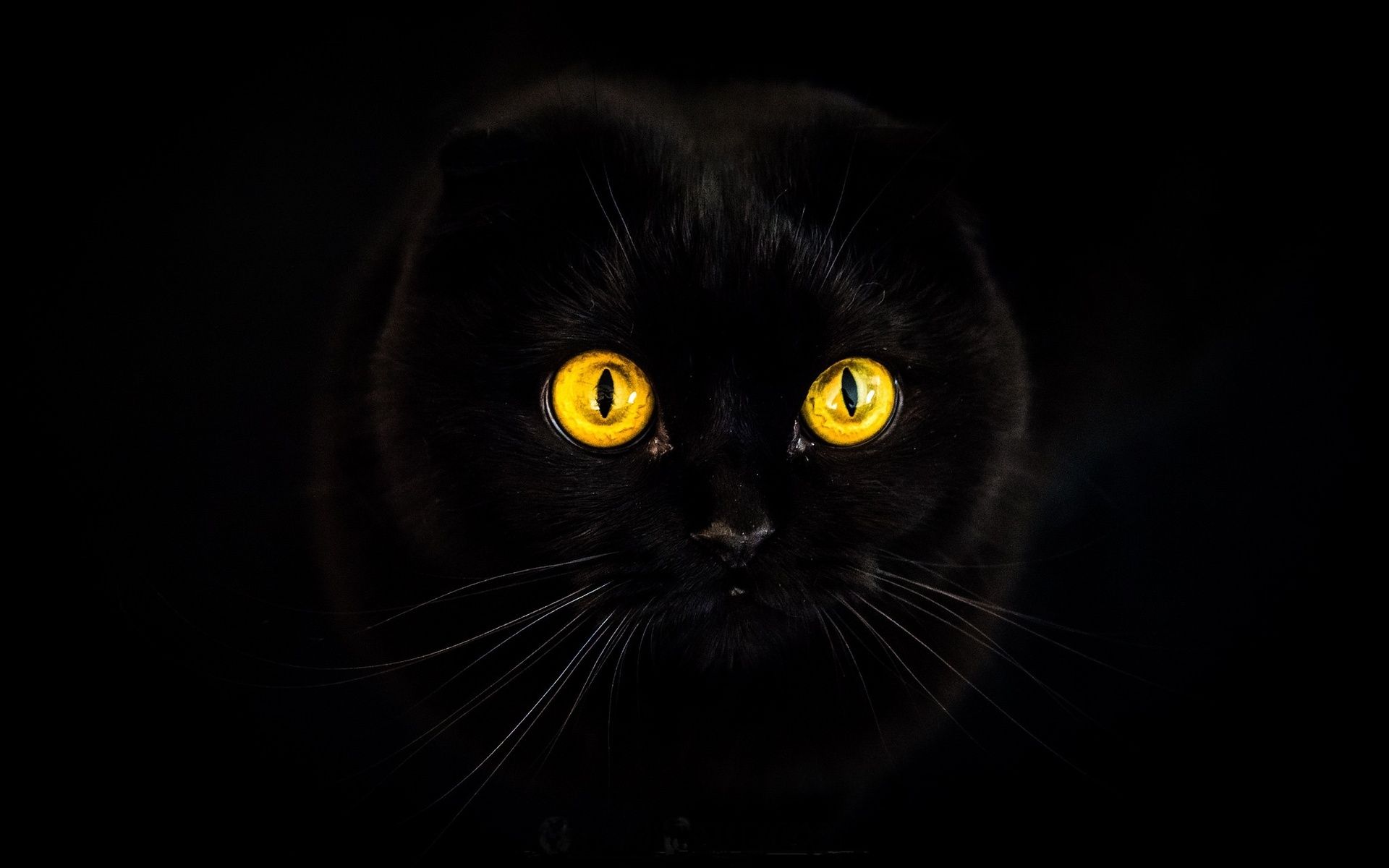 Fondo de pantalla de  1920x1200