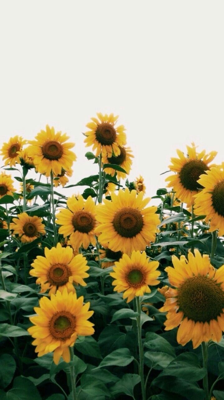 Girasol Fondos de pantalla 0.11 Mb | WallpapersExpert.com
