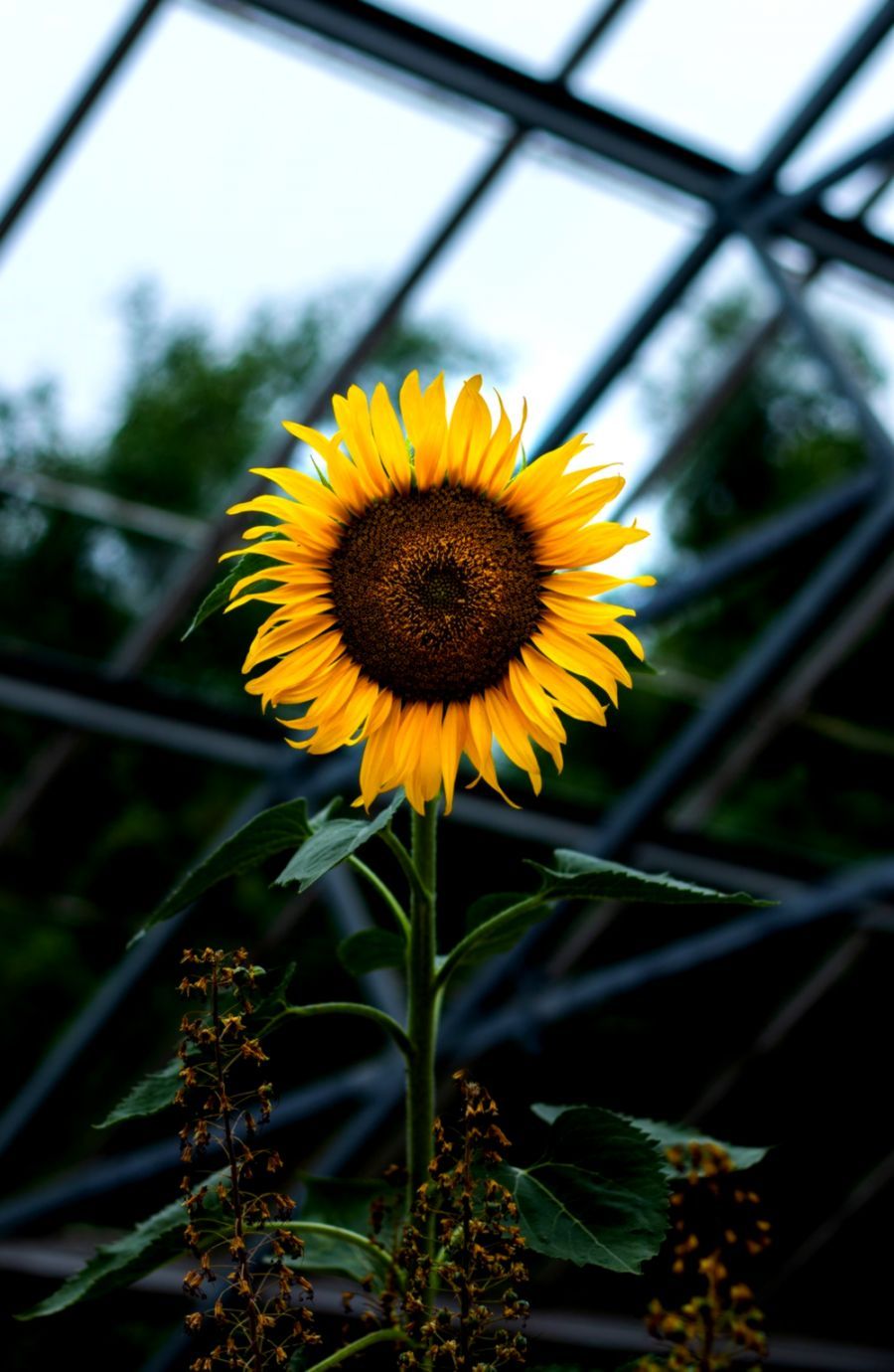 Girasol Wallpaper | Fondos de Titán