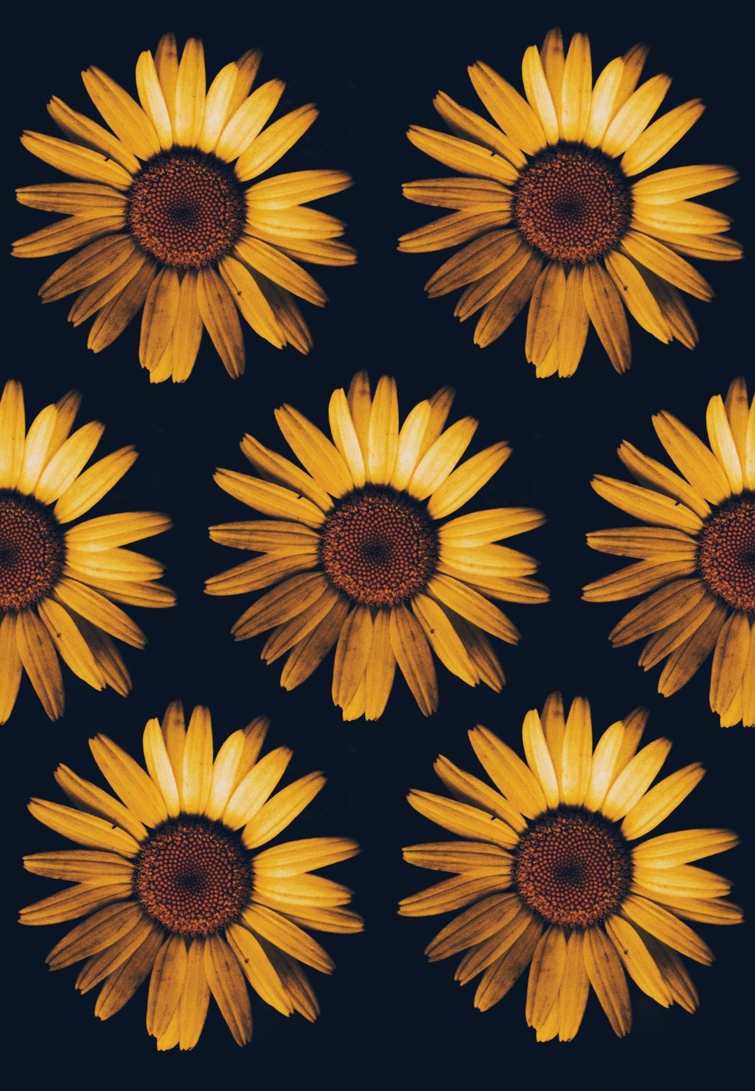 Fondos de girasol: Descarga gratuita en HD [500+ HQ] | Unsplash