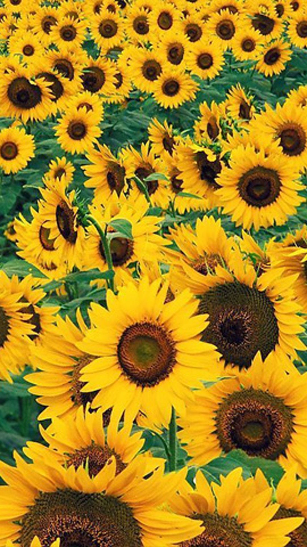 Más de 66 fondos de pantalla de Girasoles