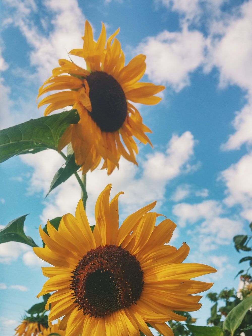 Girasoles Imágenes [HD] | Descargar imágenes gratis