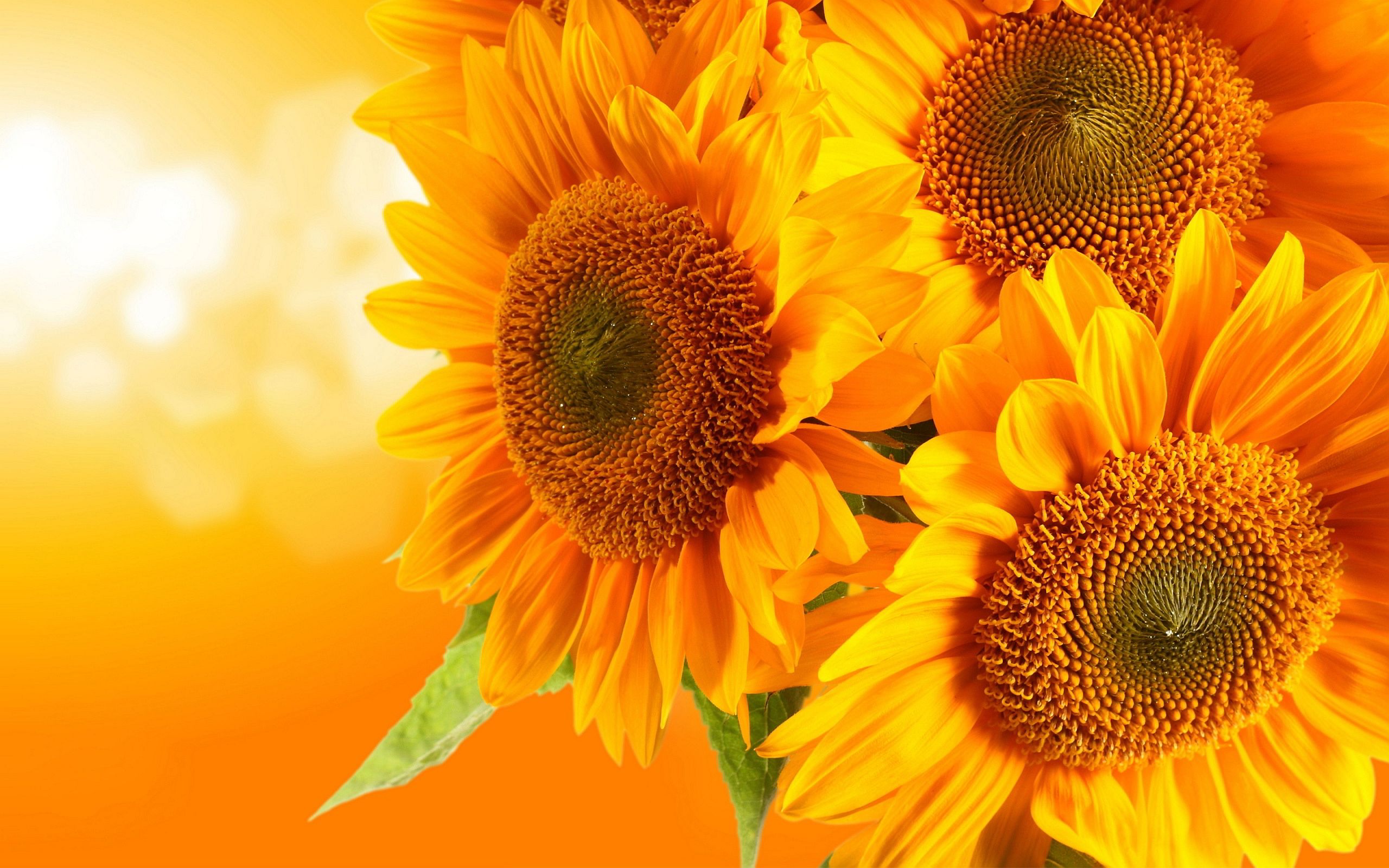453 fondos de pantalla de girasol HD | Imágenes de fondo