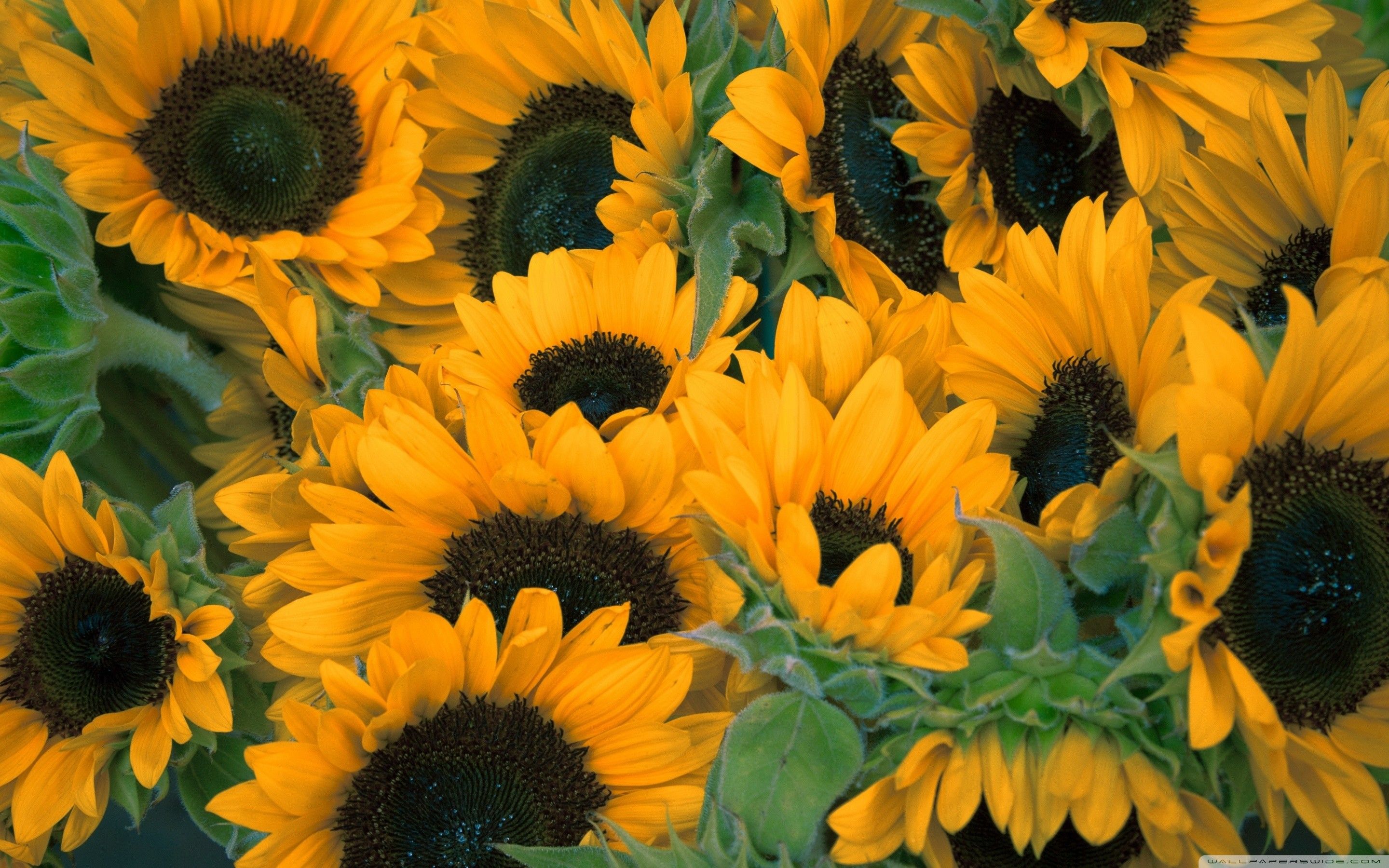 Más de 66 fondos de pantalla de Girasoles