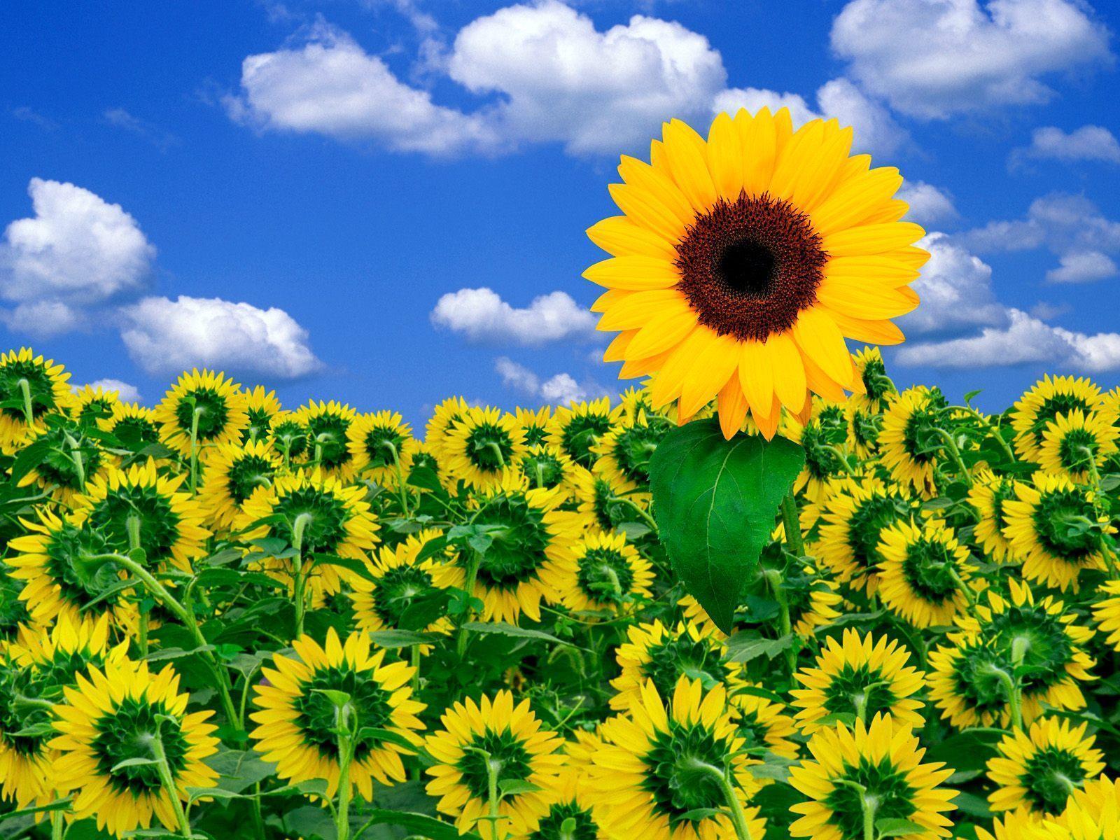 Sunflower Desktop Wallpapers Free